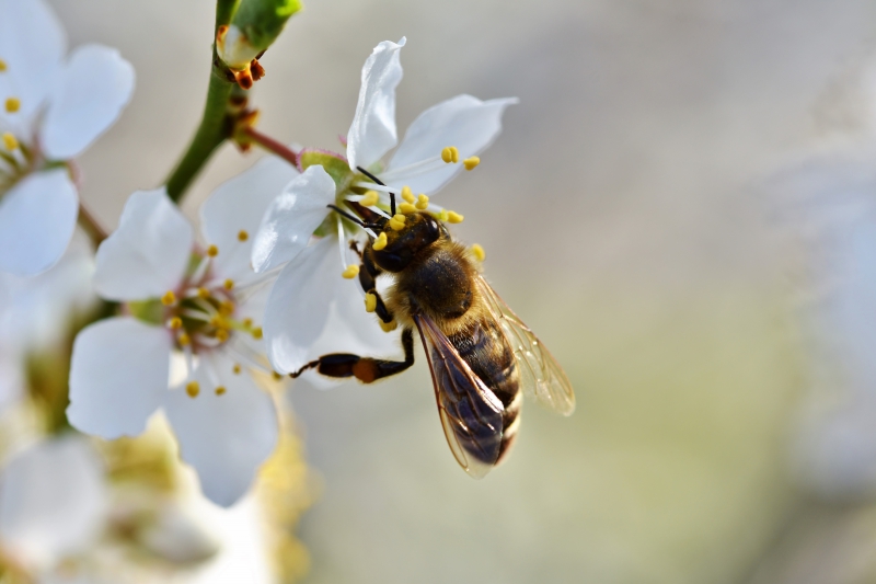 jardinerie-FONTAN-min_bee-4092986